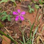 Geranium palustreFlower