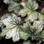 Heuchera sanguinea Hoja