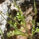 Jacobaea minuta Habit