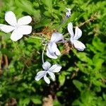 Plumbago auriculataFiore