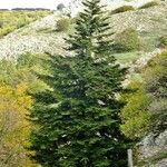 Abies nebrodensis Alia