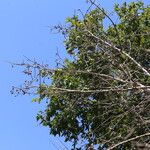Commiphora mollis Hábito