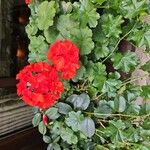 Pelargonium zonale Blomst