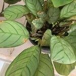 Philodendron hederaceum Fulla