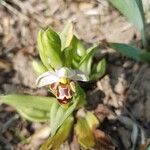 Ophrys apiferaЦвят