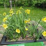 Narcissus cyclamineus Yeri