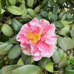 Camellia sasanqua花