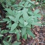 Salvia fruticosa 葉