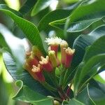 Syzygium aromaticum Цветок