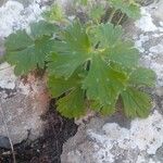 Geranium argenteum Blad