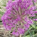 Allium ampeloprasumBlodyn