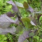 Brassica juncea Leaf