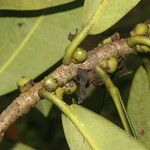 Ficus americana Fruit