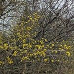 Cornus mas Habitus