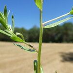 Lythrum hyssopifolia Rinde