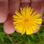 Scorzoneroides autumnalis Flower