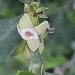 Pyrostria phyllanthoidea Blüte