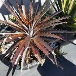 Dyckia encholirioides Hoja