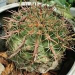 Echinocactus texensis Yaprak