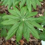 Podophyllum peltatum Lapas