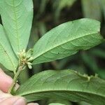 Erythroxylum macrophyllum Лист