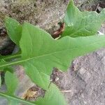 Lactuca floridana Blad