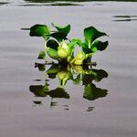 Pontederia crassipes Други