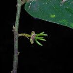 Monanthotaxis laurentii Fruit