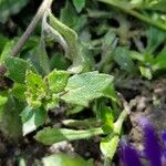 Scaevola aemula Leaf