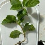 Orthilia secunda Likasa