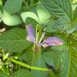 Cleome rutidosperma Blüte