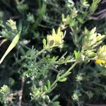 Genista hispanica Fuelha