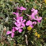 Dianthus glacialis Flor