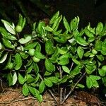 Pradosia surinamensis Hábito