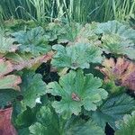 Darmera peltata Blatt