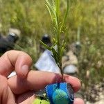 Euthamia occidentalis Hoja