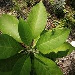 Solanum mauritianum Leaf