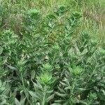 Oenothera villosa Habit