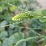 Phalaris minor Blüte