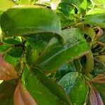 Cornus hongkongensis Blad