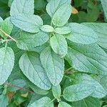 Salvia microphylla Leaf