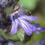 Ajuga reptans Blüte