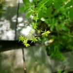 Thalictrum pubescens Frukto