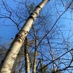 Betula pubescens Žievė