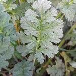 Erodium ciconium ᱥᱟᱠᱟᱢ