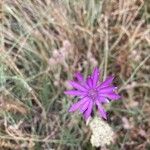 Xeranthemum annuum Flower