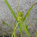 Carex grayi Leaf