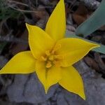 Tulipa sylvestris Virág