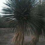 Yucca elata Агульны выгляд