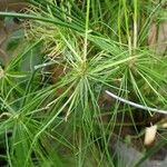 Cyperus haspan Vivejo